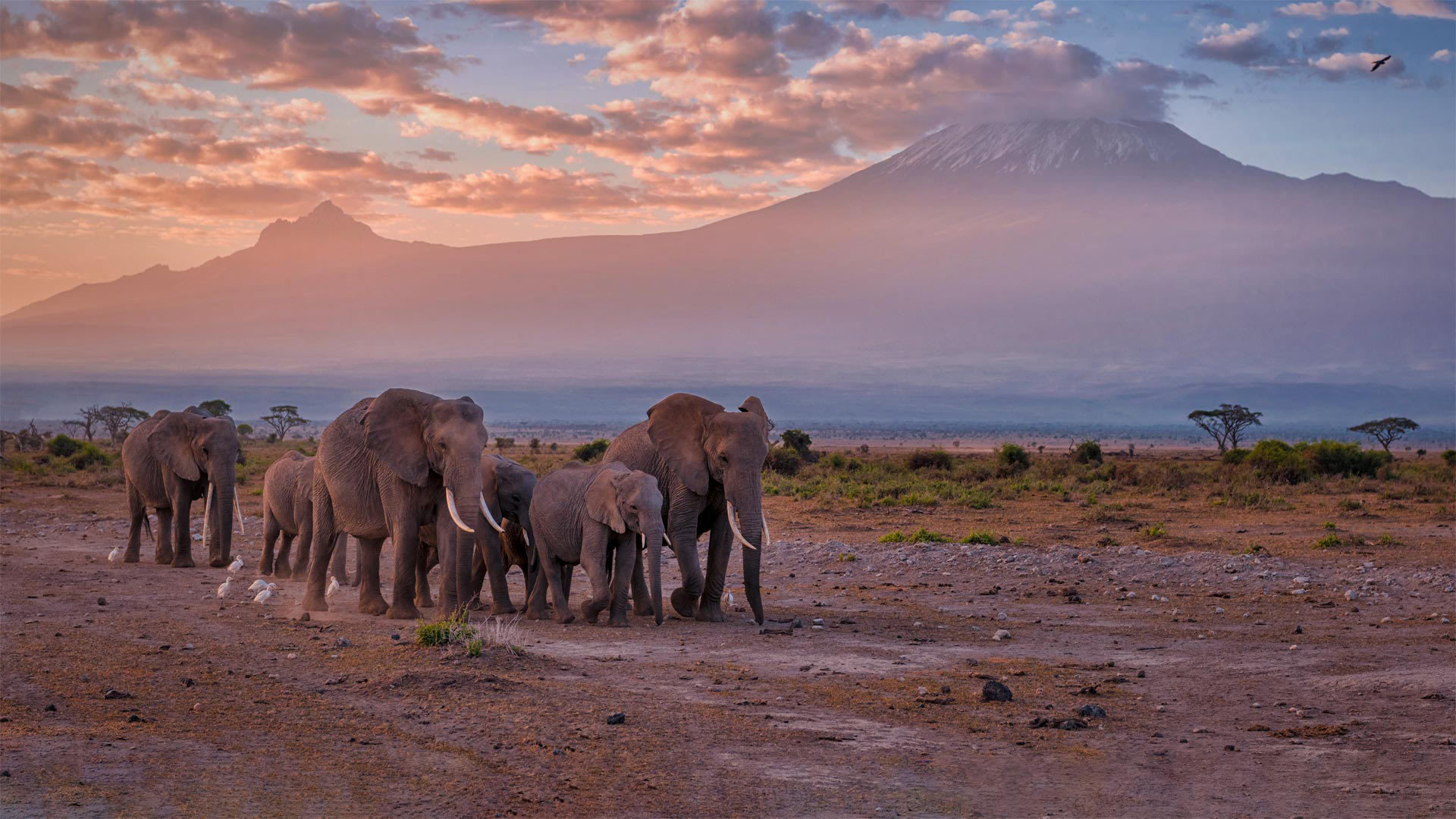 微软壁纸探索世界1204-乞力马扎罗山附近的大象（Elephants near Mount Kilimanjaro）