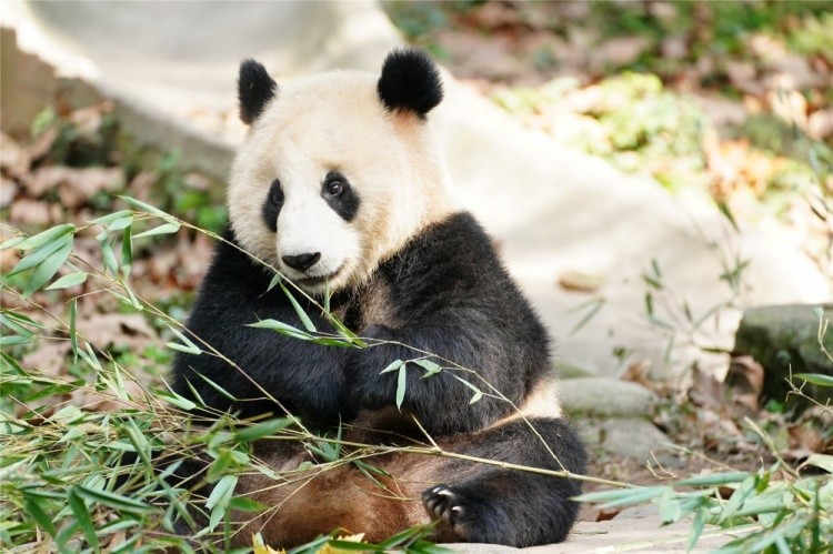 LPL终生领养大熊猫“盟盟”向你发来新一年的问候