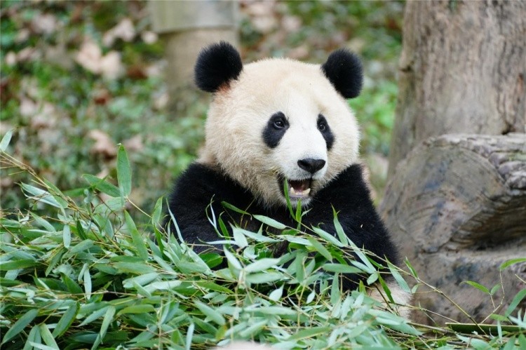 LPL终生领养大熊猫“盟盟”向你发来新一年的问候
