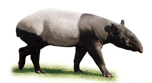 世界之最：最为稀有的动物之外表像猪的貘