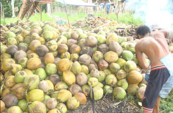 世界之最：全球椰子产量最多的国家菲律宾