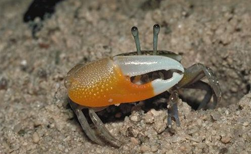 世界之最：最擅长变色的螃蟹是体色黯淡不一的招潮蟹