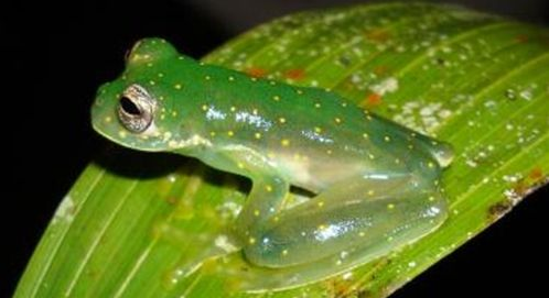 世界之最：最奇妙的蛙类之呈现透明状的玻璃蛙