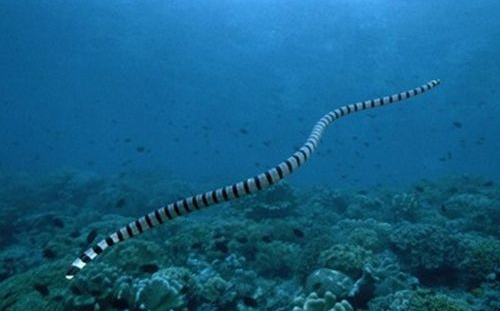 世界之最：数量最多的毒蛇是分布广泛的海蛇