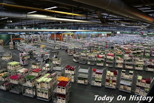 世界之最：阿尔斯梅尔花市是世界上最大的花卉市场