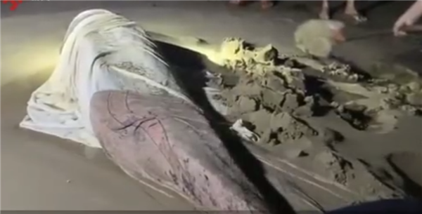 三亚出现3米多抹香鲸受伤搁浅，经救治无效死亡