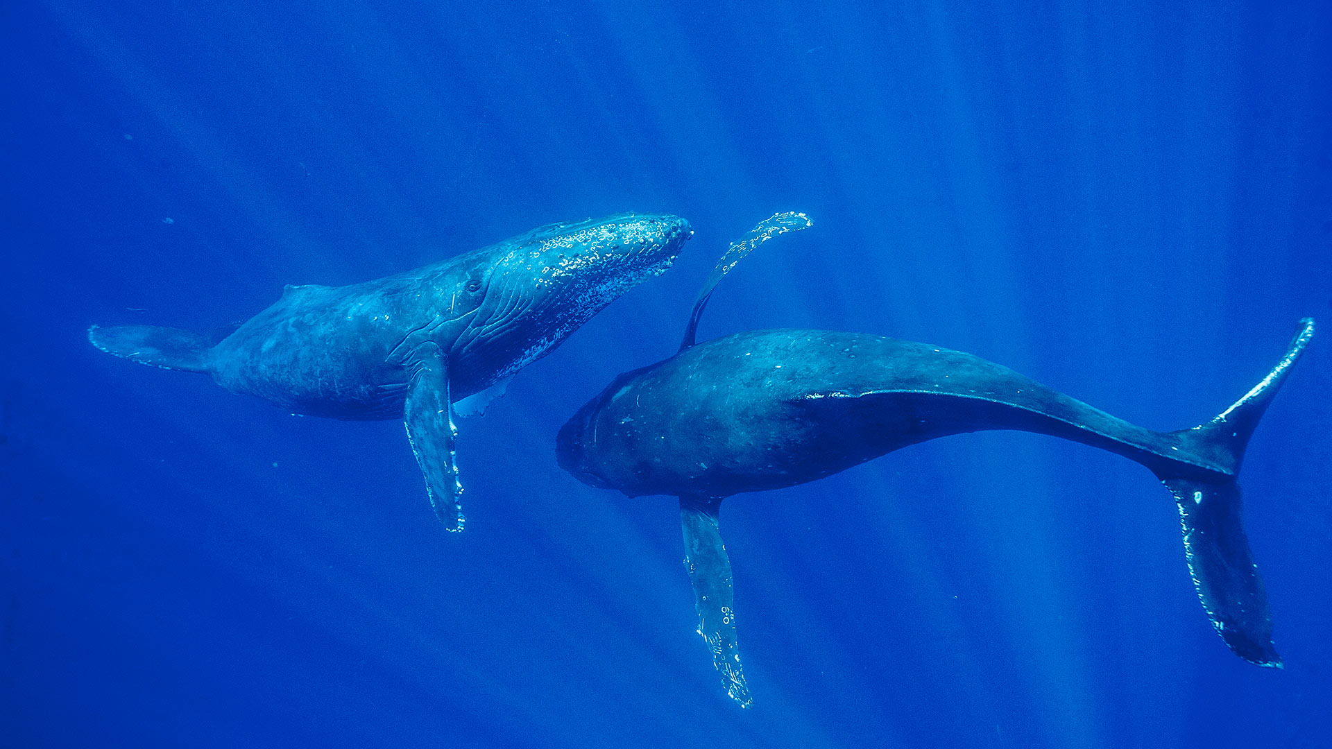 微软壁纸探索世界0219-毛伊岛附近的座头鲸（humpback）