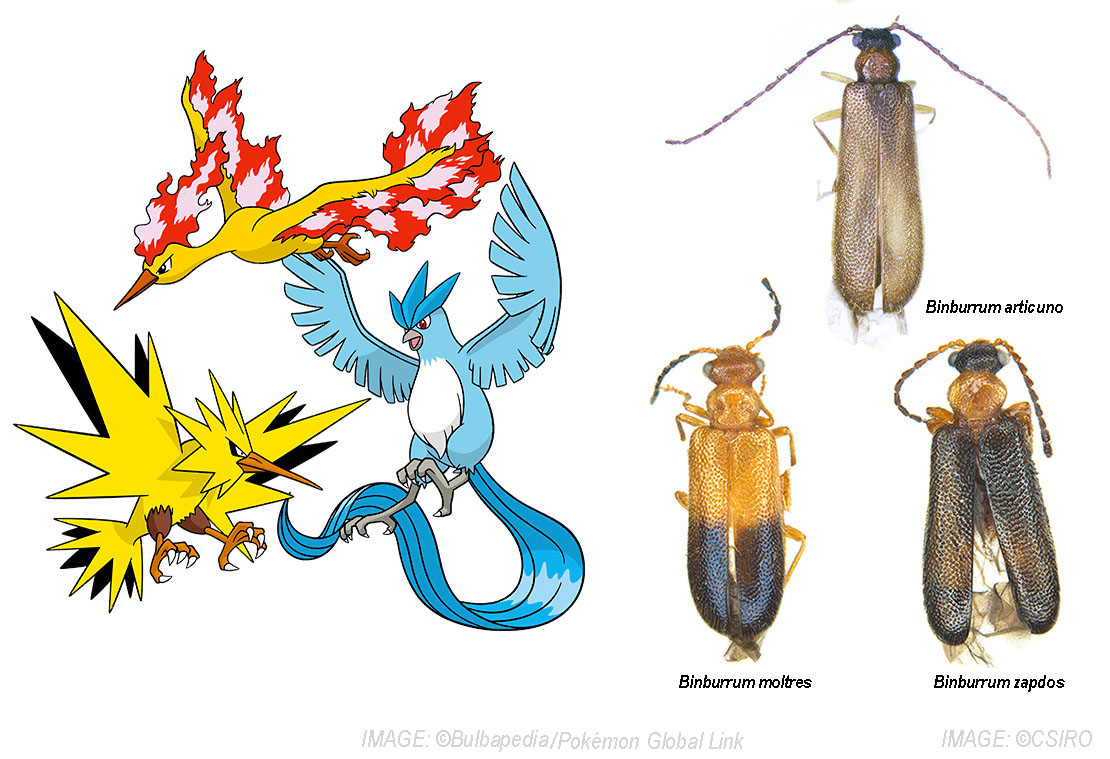 新加坡科学家发现新品种蟑螂！使用宝可梦名字为其命名！