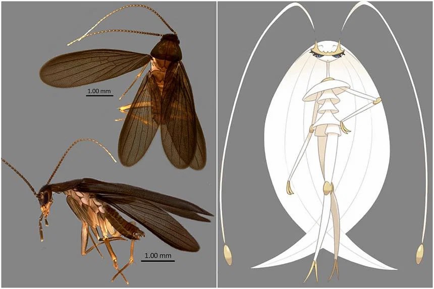 新加坡科学家发现新品种蟑螂！使用宝可梦名字为其命名！