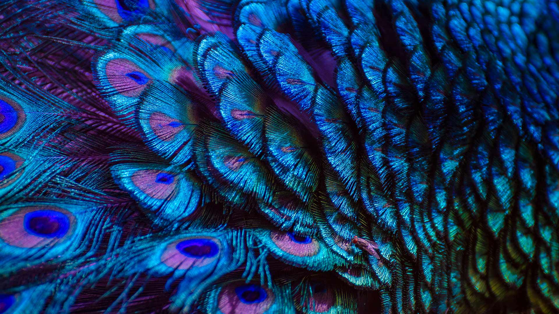 微软壁纸探索世界0330-孔雀羽毛（Peacock feathers）