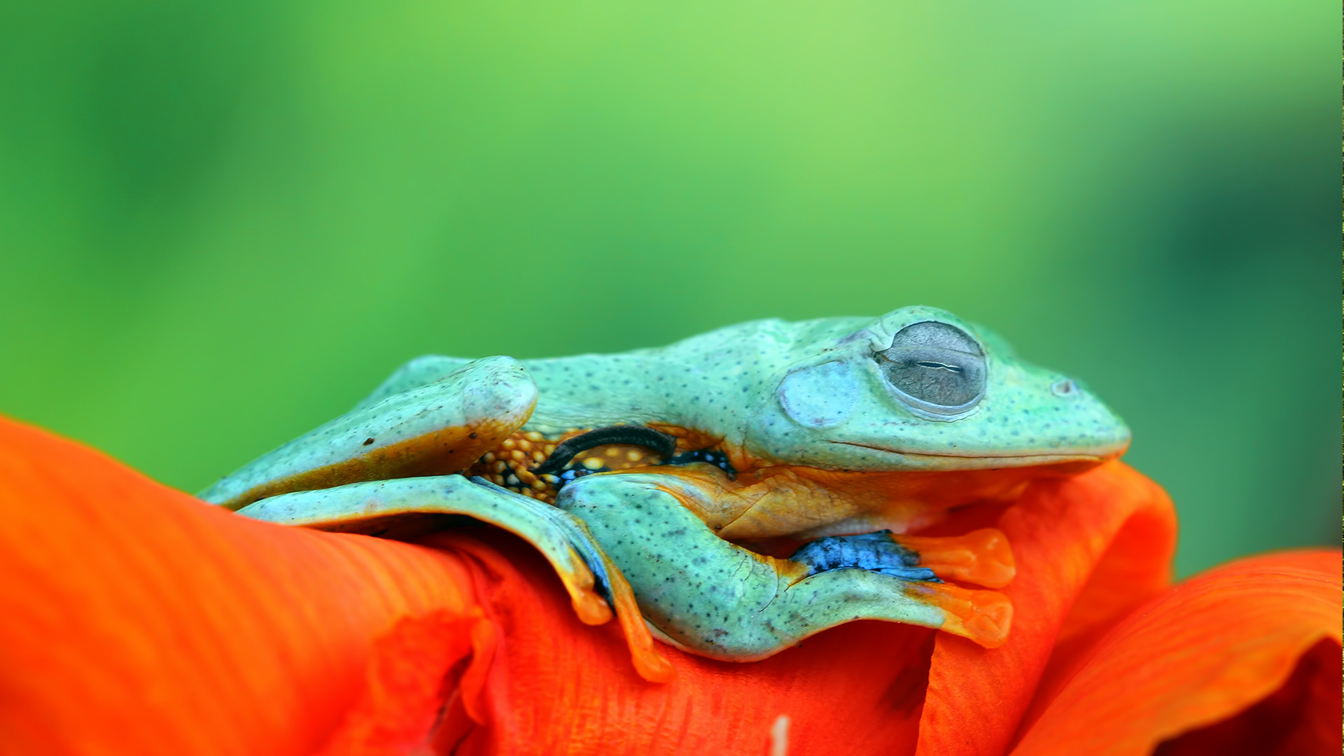 微软壁纸探索世界0401-爪哇树蛙（Java Tree Frog）